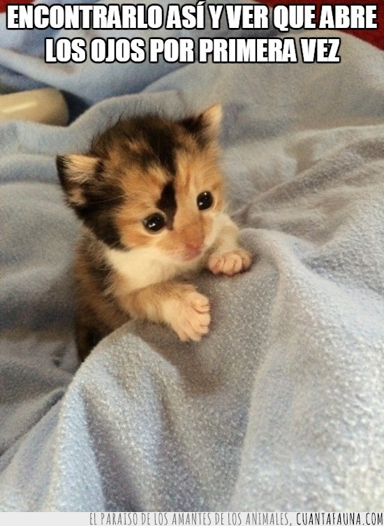 cria,recien nacido,no es mio,abrir ojos